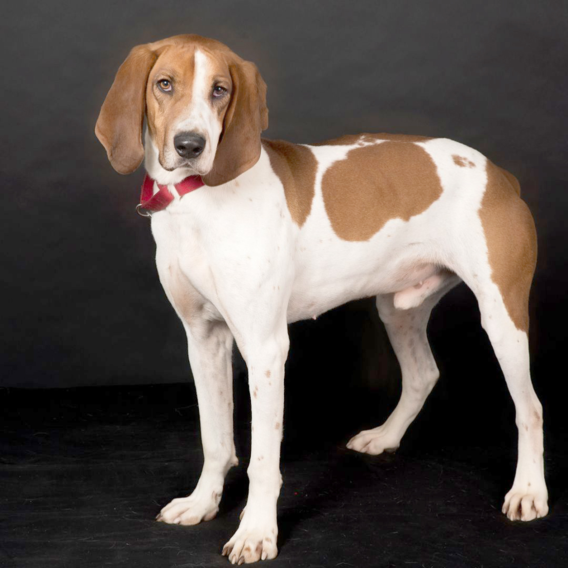 Cooper Is Named NCCR Dog Of The Week News, Sports, Jobs Post Journal